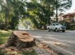 CDA Officials Suspended Illegal Tree Cutting Islamabad Sector F-8