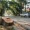 CDA Officials Suspended Illegal Tree Cutting Islamabad Sector F-8