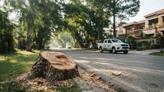 CDA Officials Suspended Illegal Tree Cutting Islamabad Sector F-8
